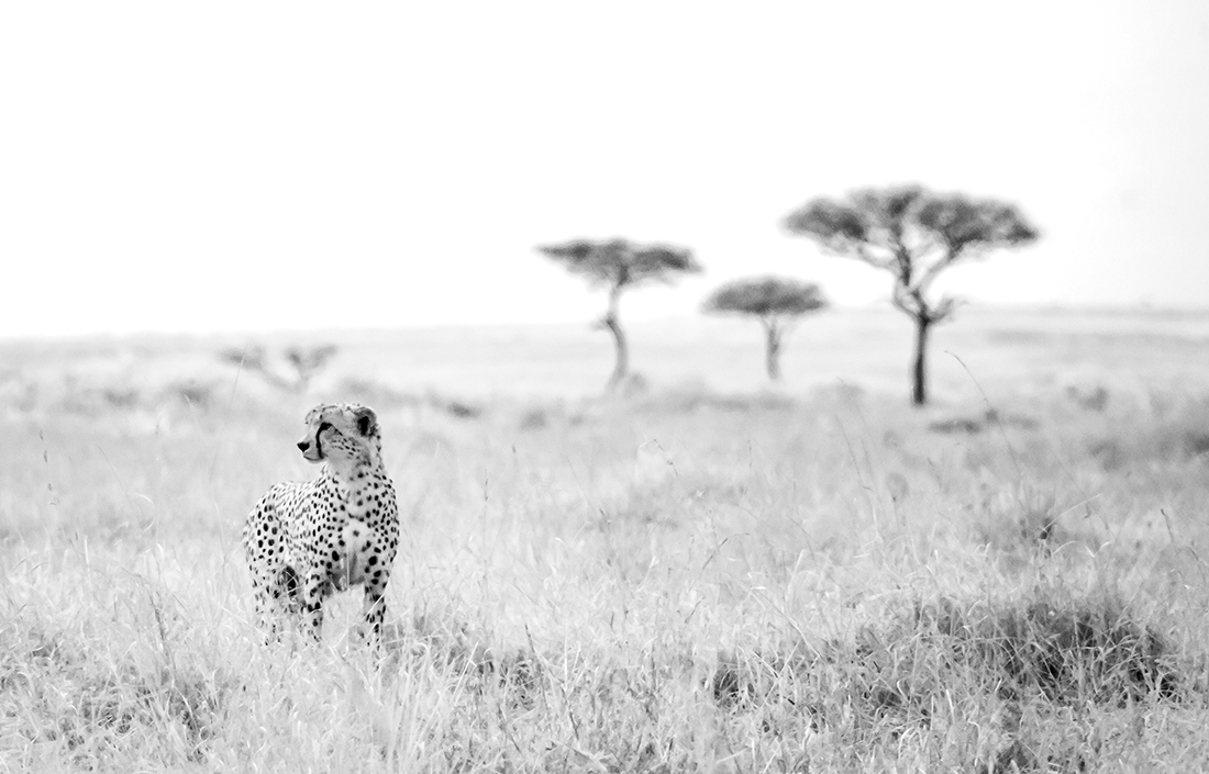 Infrared Masai Mara Wildlife