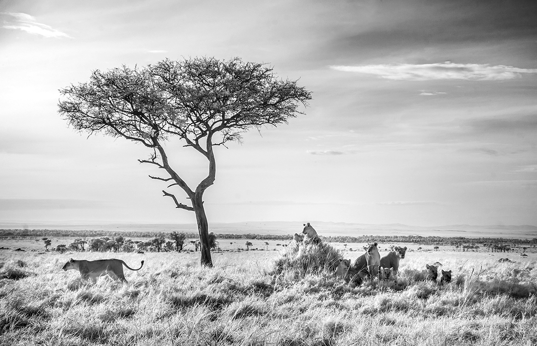 Infrared Masai Mara Wildlife
