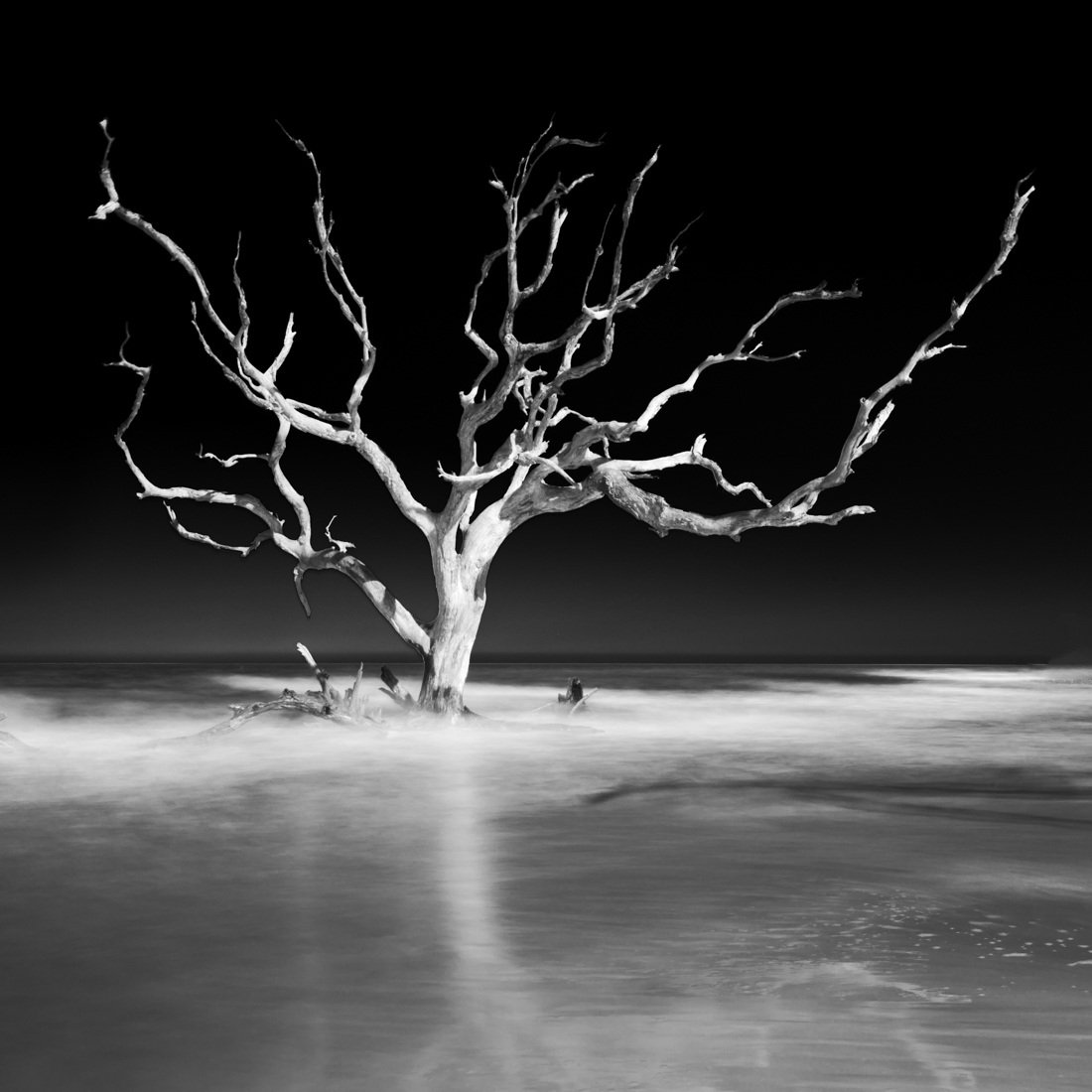 Sea Tree