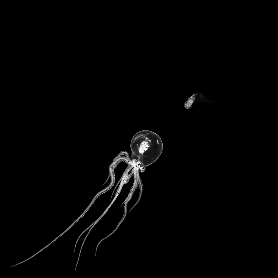 Aliens underwater