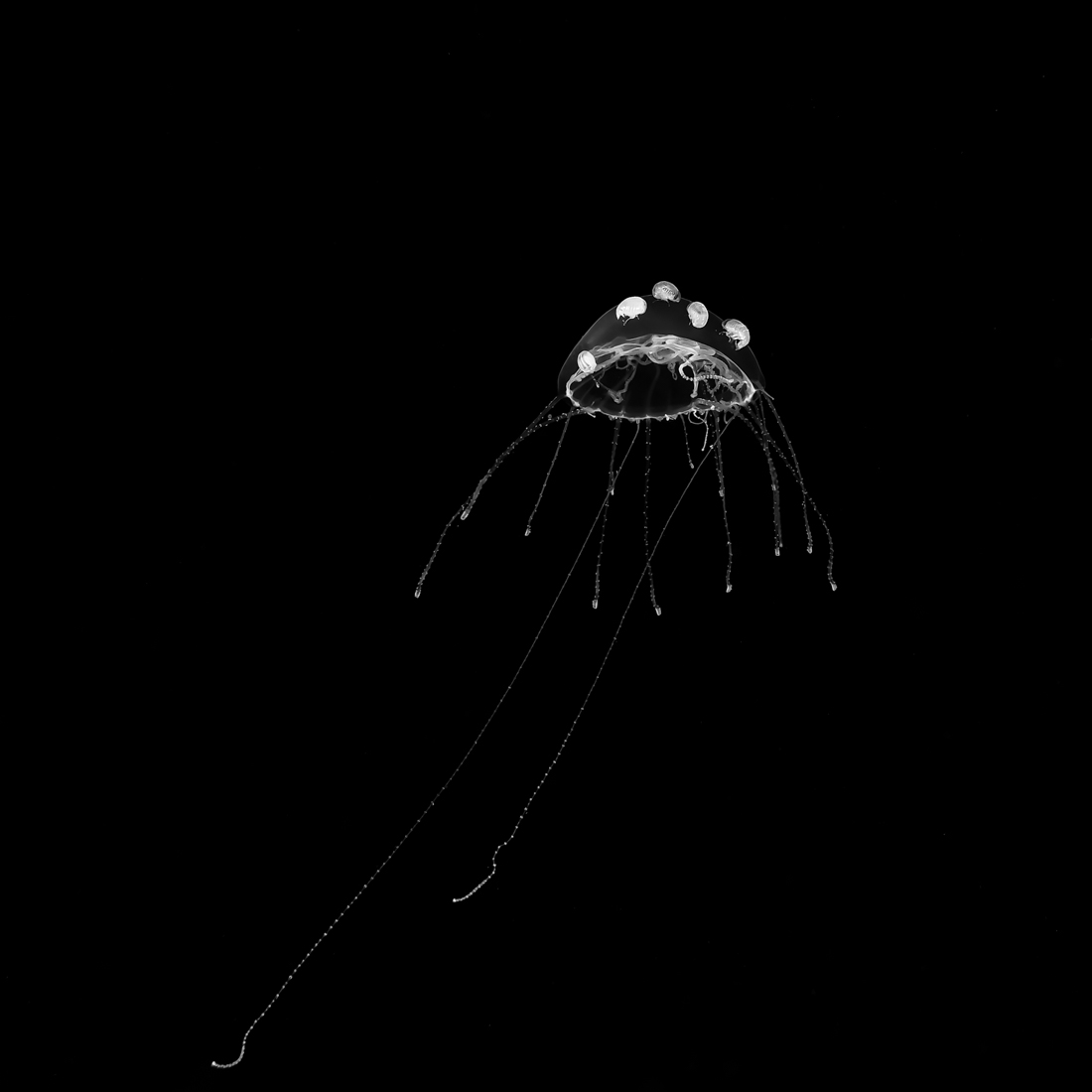 Aliens underwater