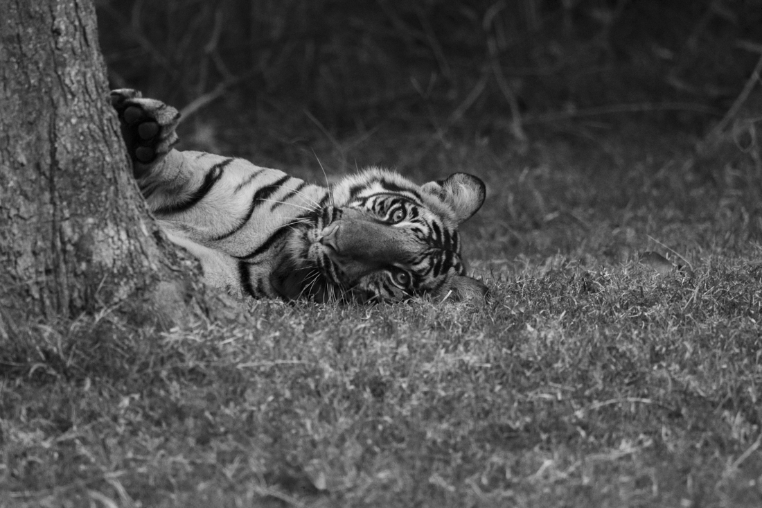 Tiger Portraits!