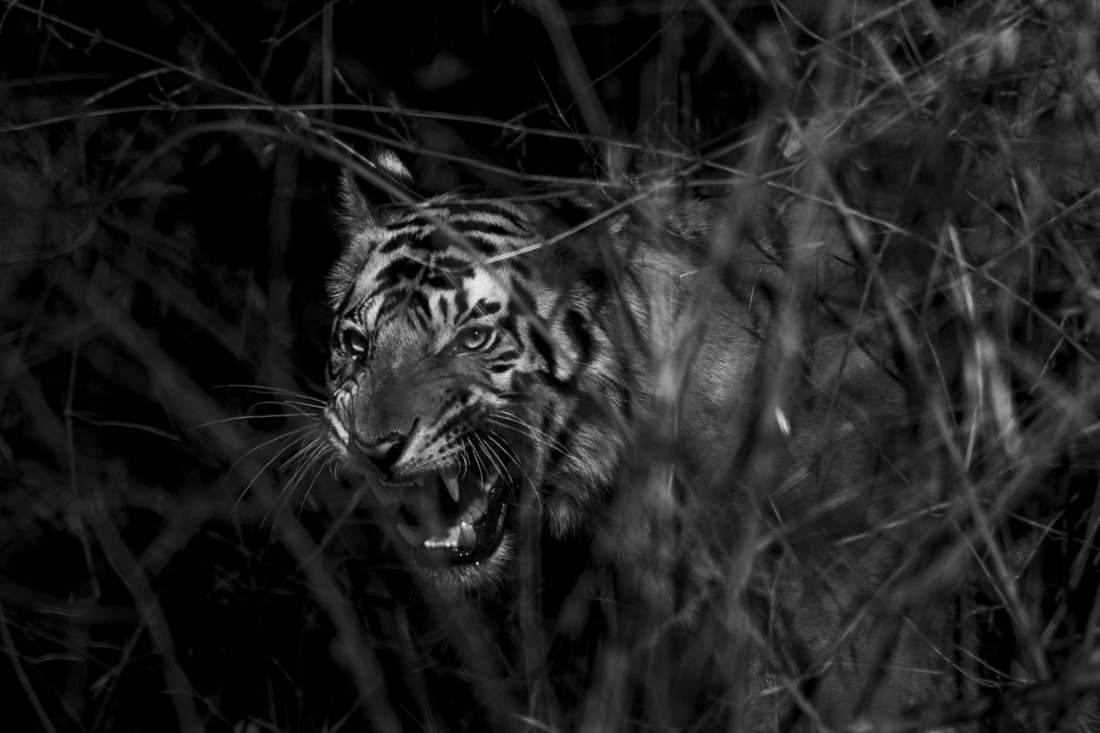 Tiger Portraits!