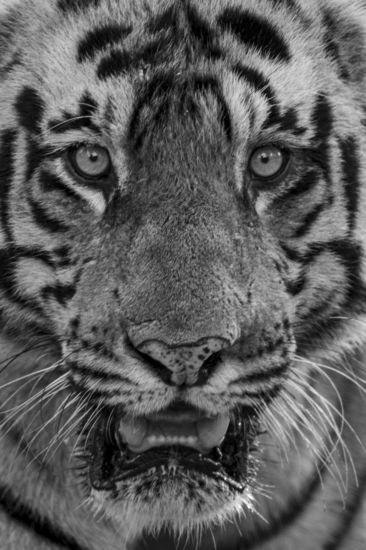 Tiger Portraits!