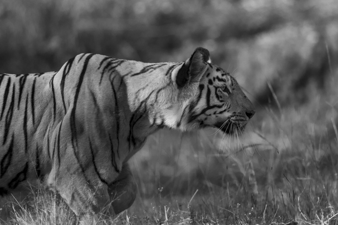Tiger Portraits!