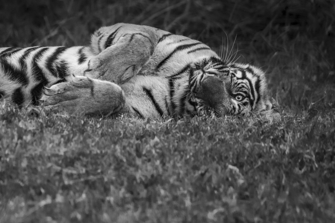 Tiger Portraits!