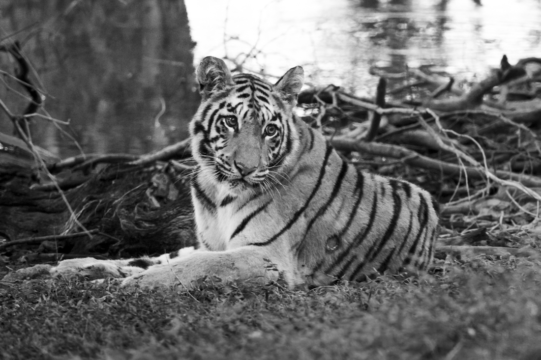 Tiger Portraits!