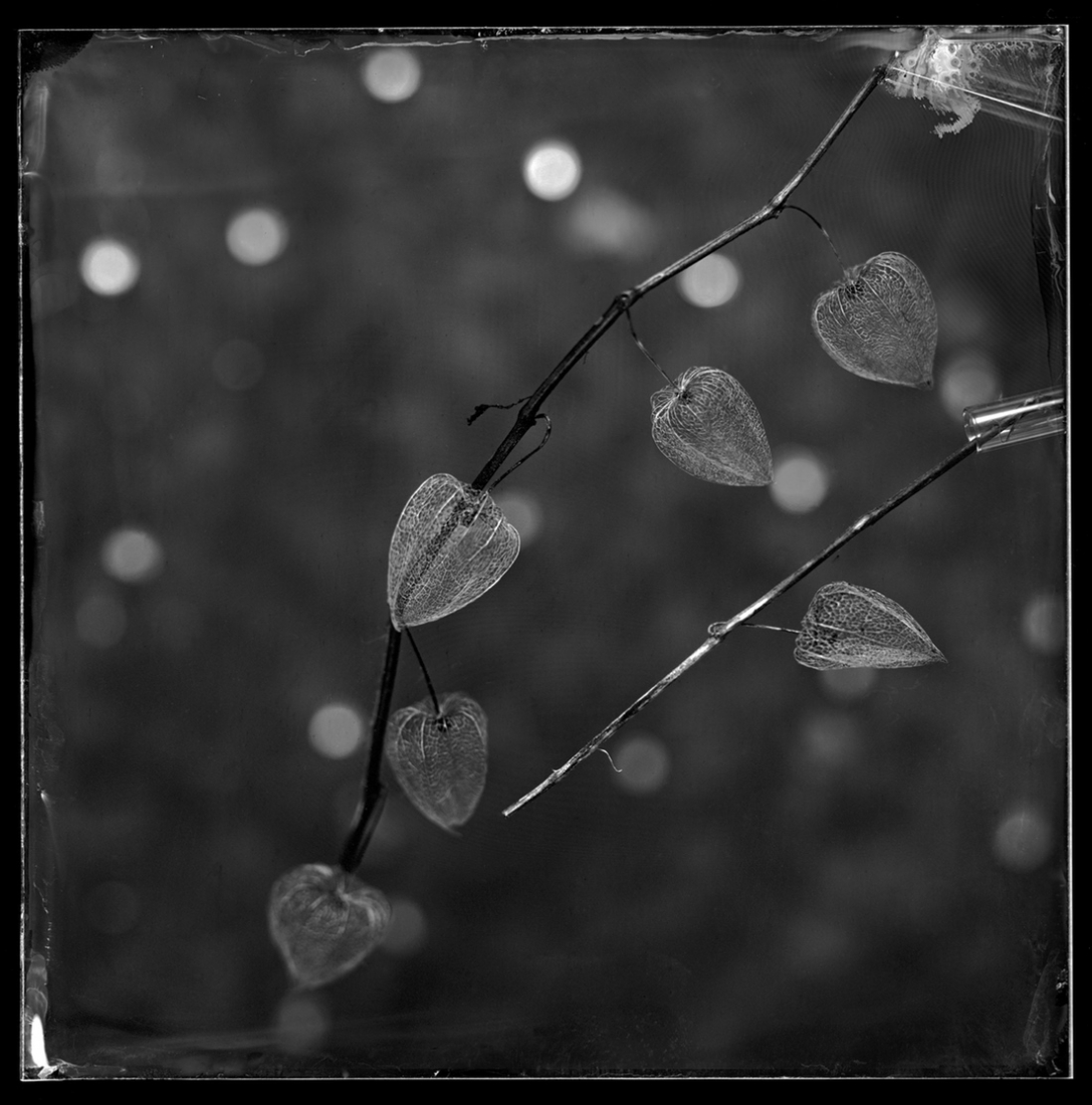Still Live Compositions Wet Plate