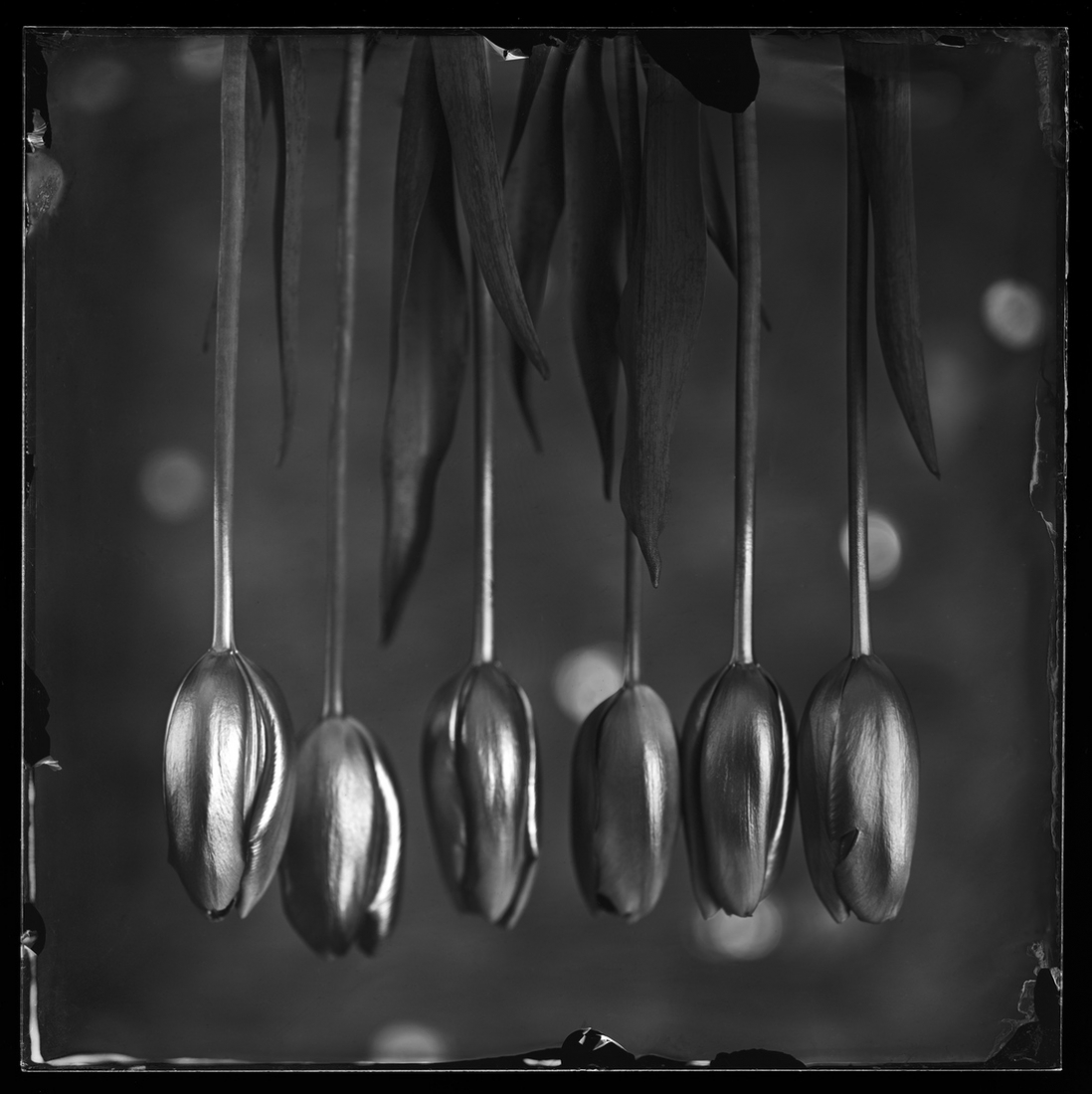 Still Live Compositions Wet Plate