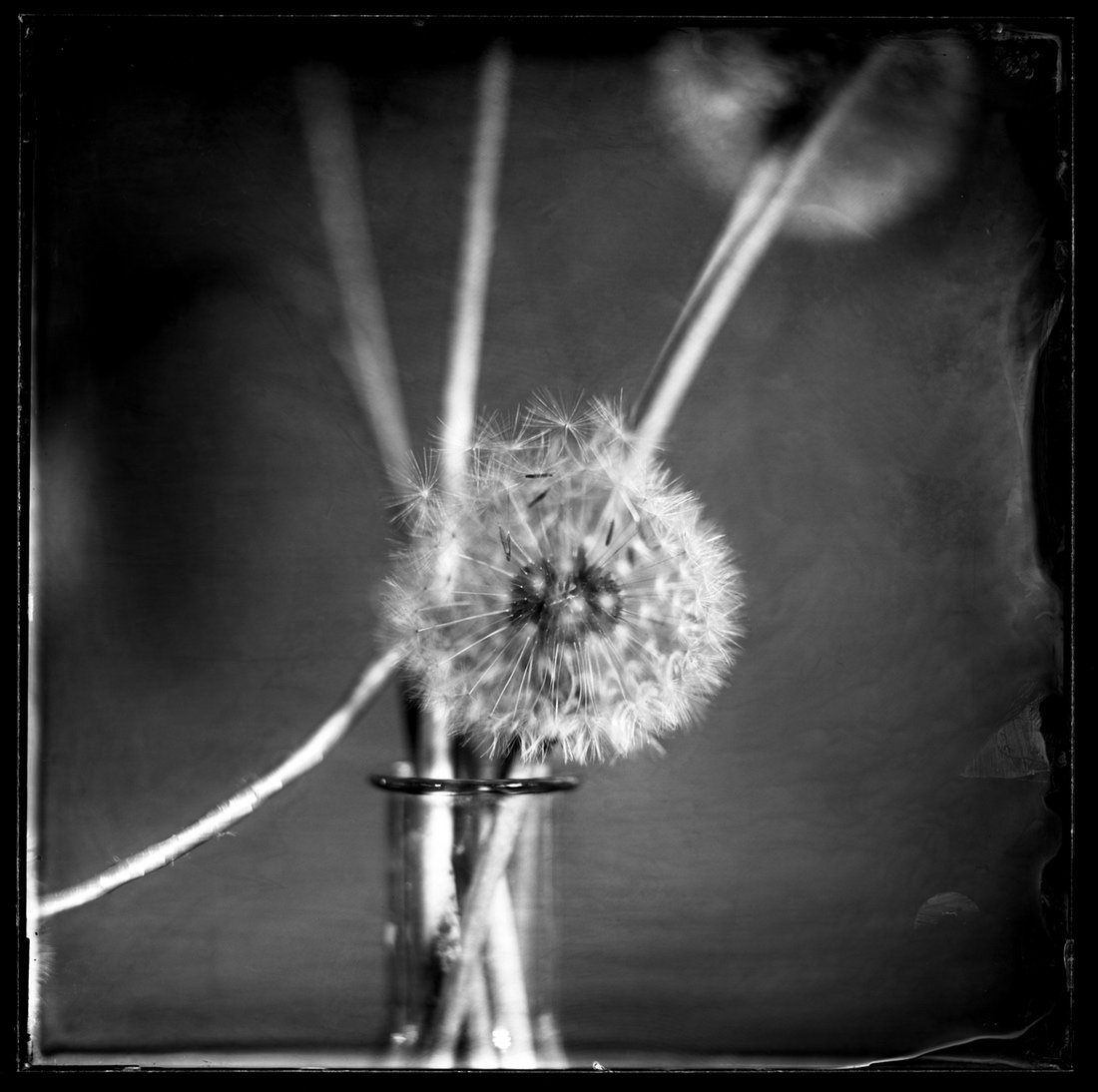 Still Live Compositions Wet Plate