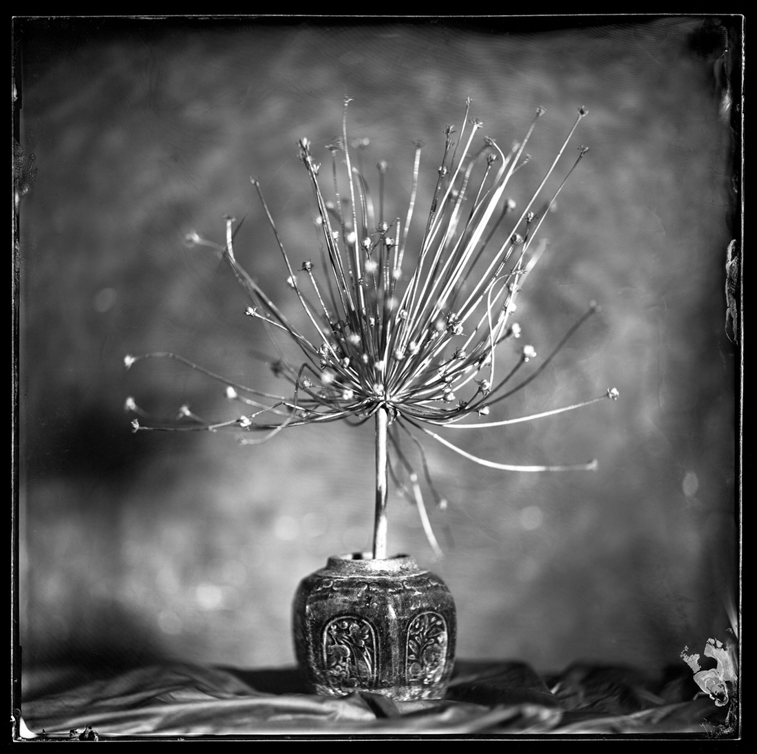Still Live Compositions Wet Plate