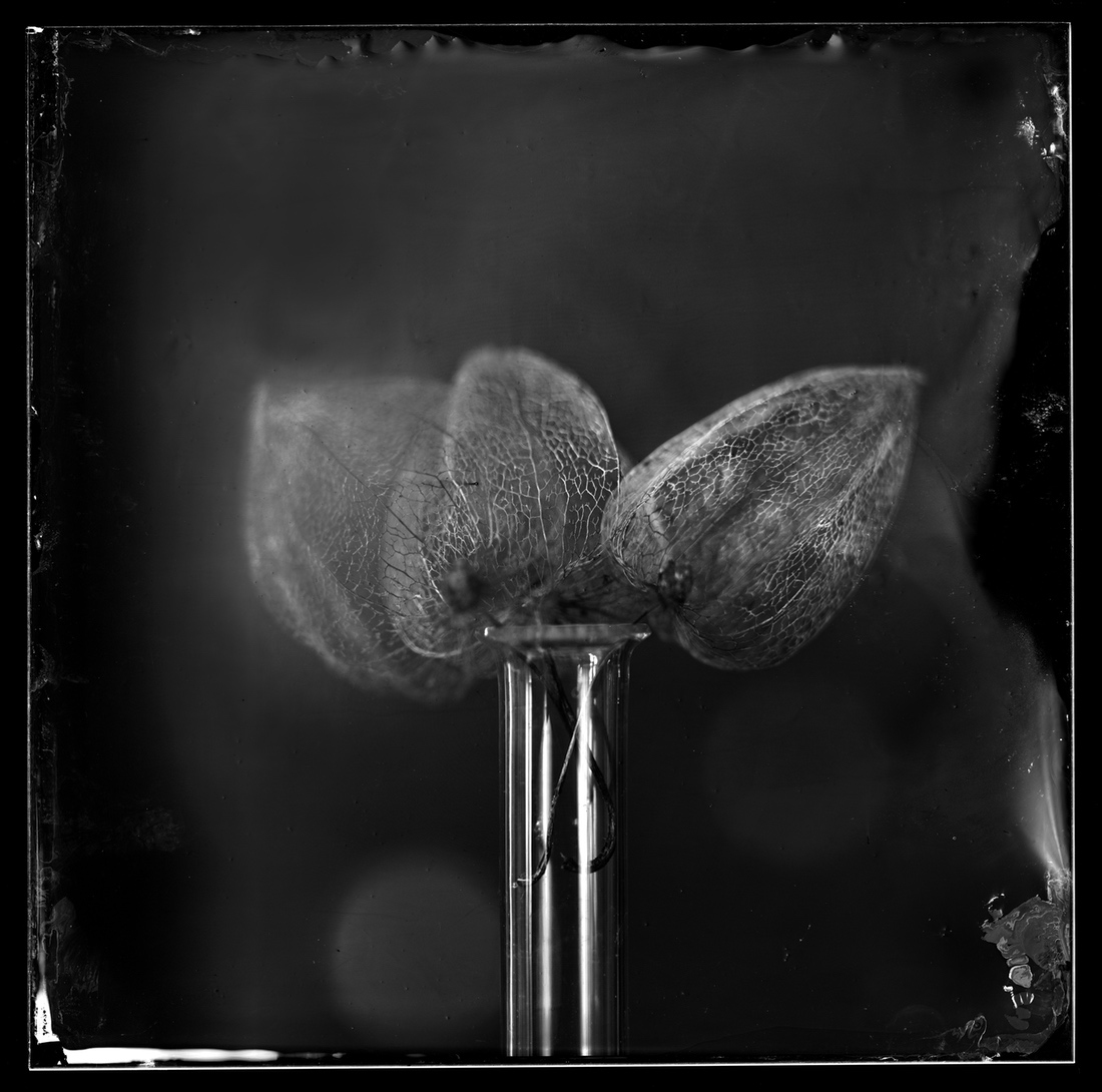 Still Live Compositions Wet Plate
