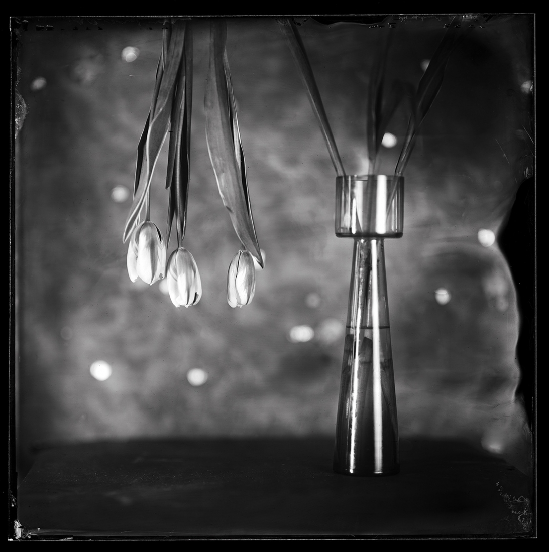 Still Live Compositions Wet Plate