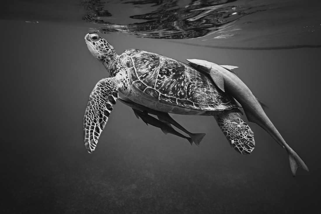 Hitchhikers of the Seas