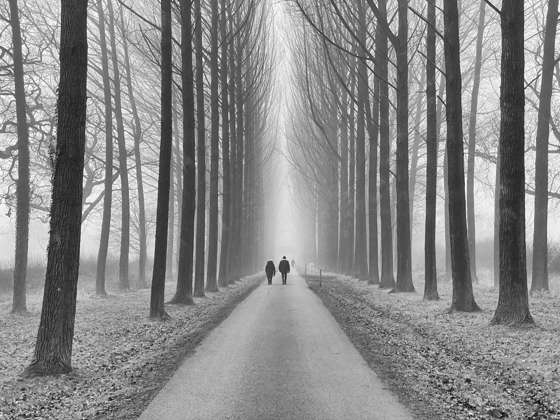 The Avenue