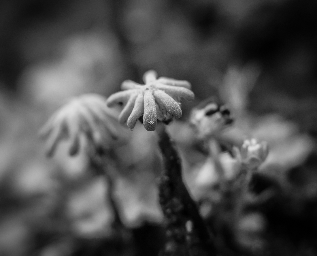 Umbrella Liverwort
