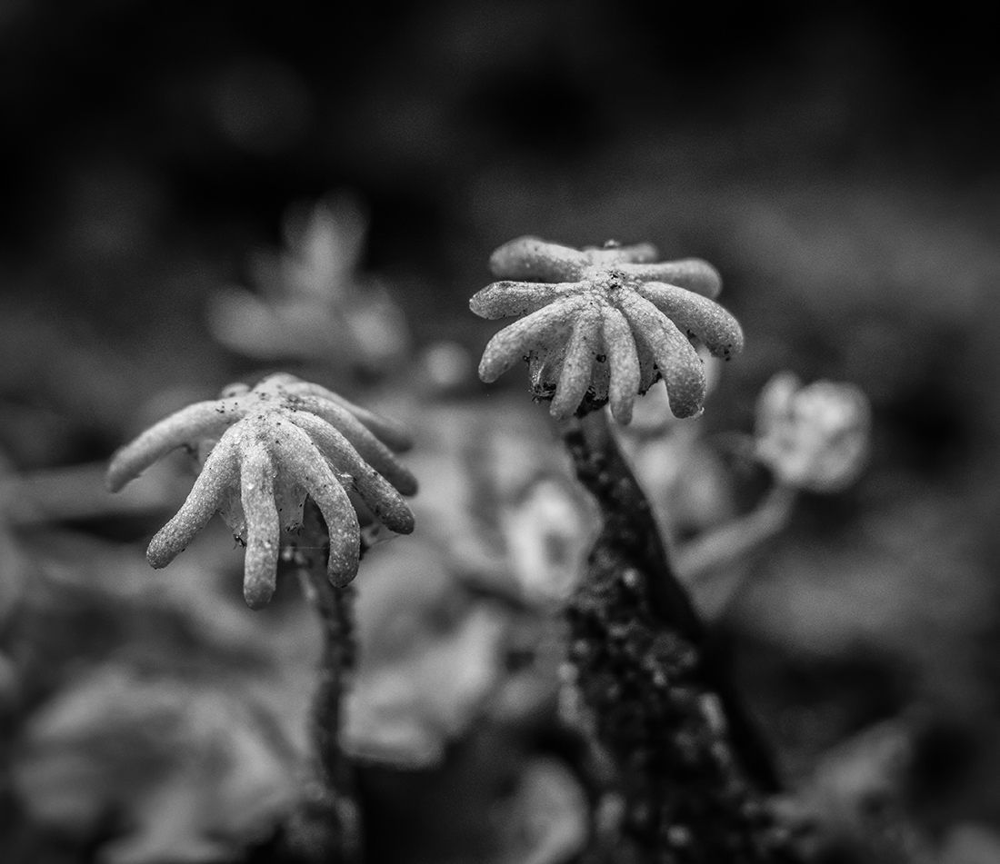 Umbrella Liverwort