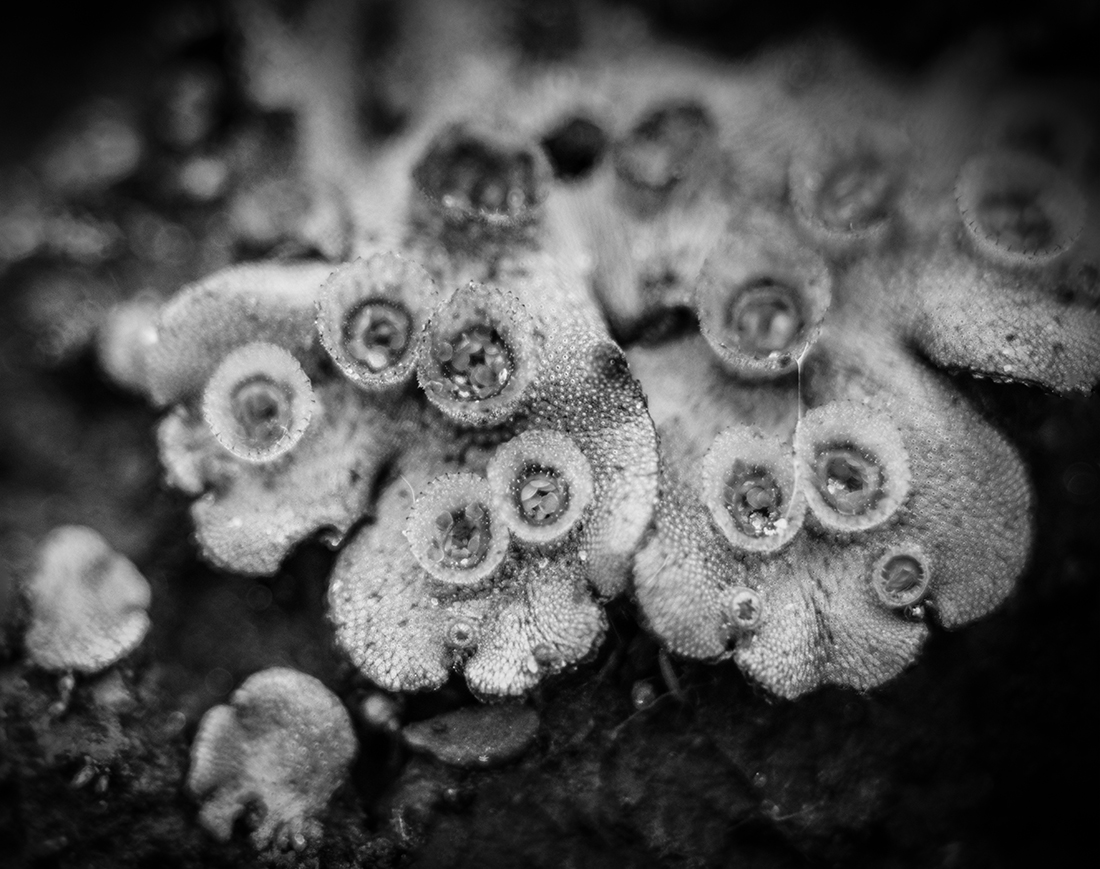 Umbrella Liverwort