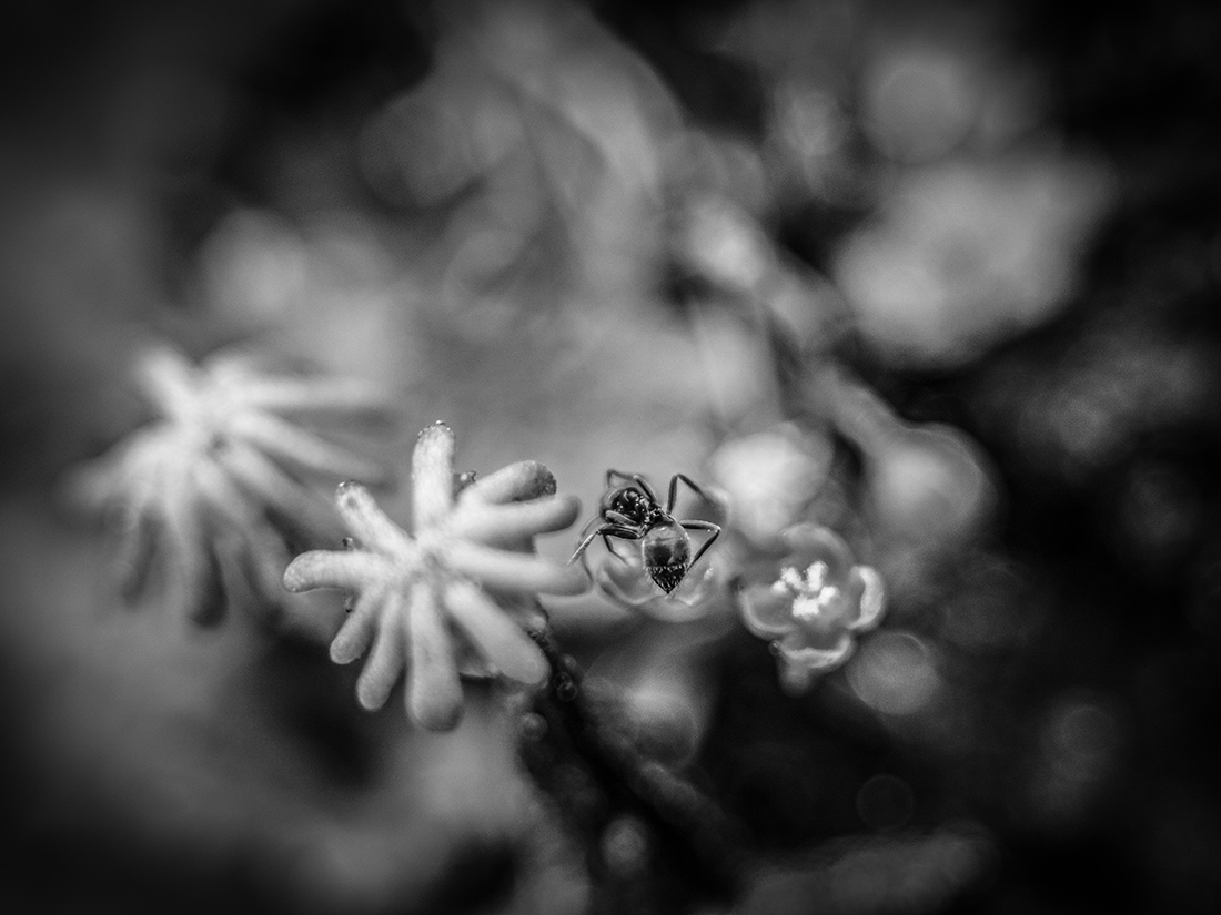 Umbrella Liverwort