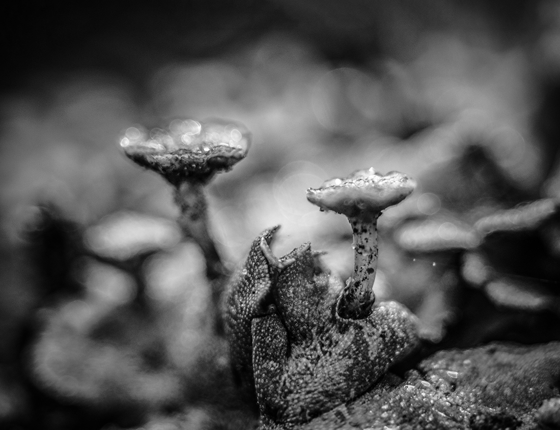 Umbrella Liverwort
