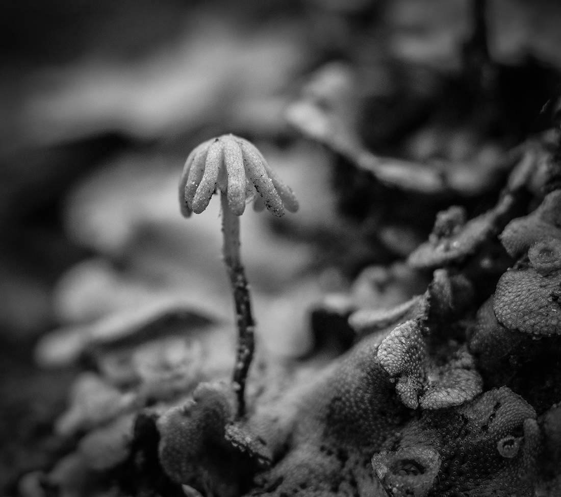 Umbrella Liverwort