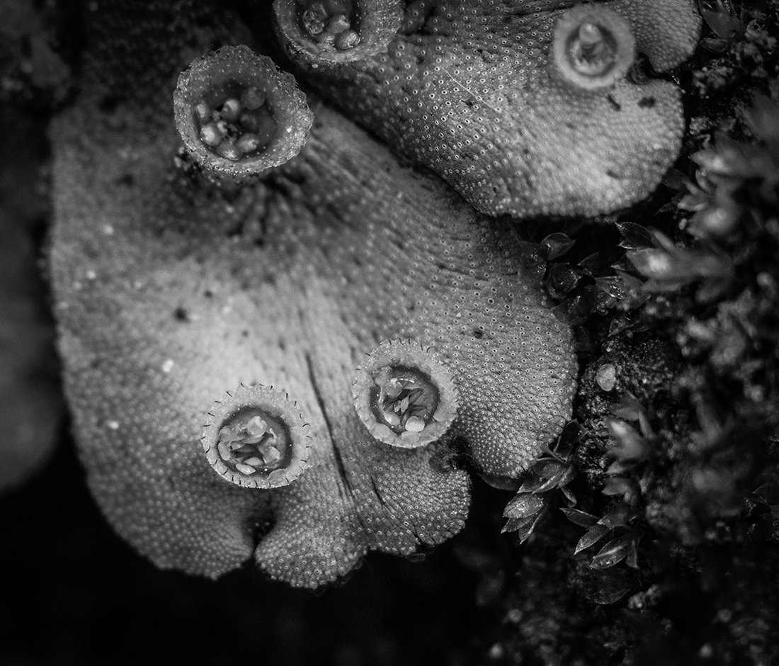 Umbrella Liverwort