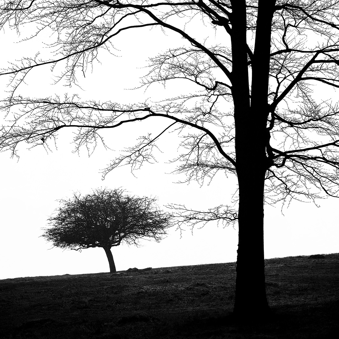 Black Deciduous Tree 