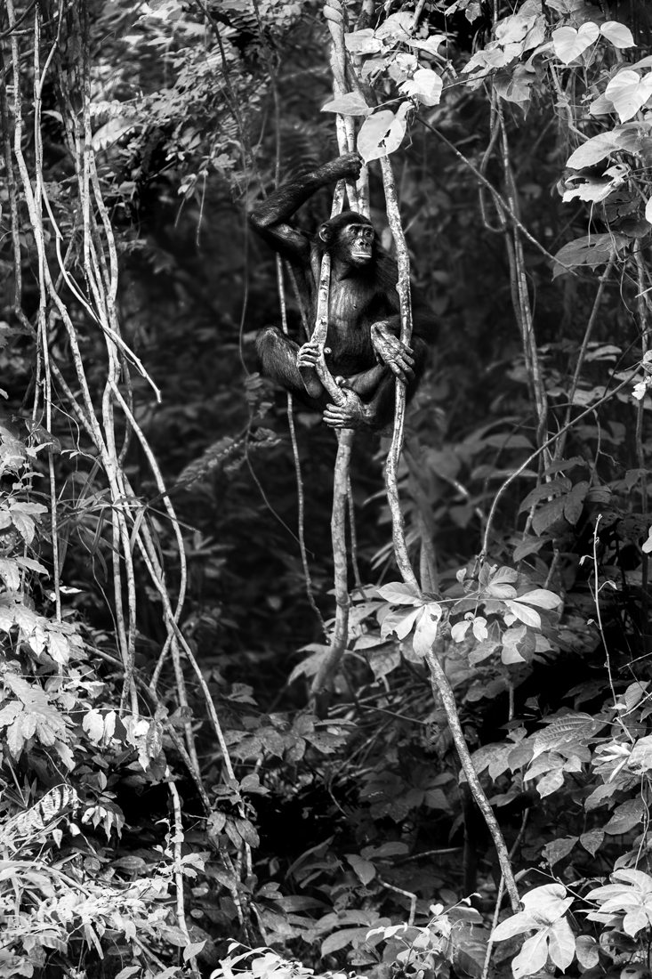 Bonobo, a cousin unlike the others.
