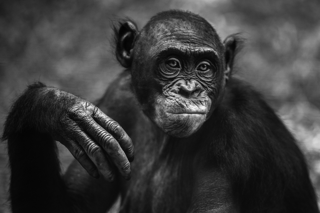 Bonobo, a cousin unlike the others.