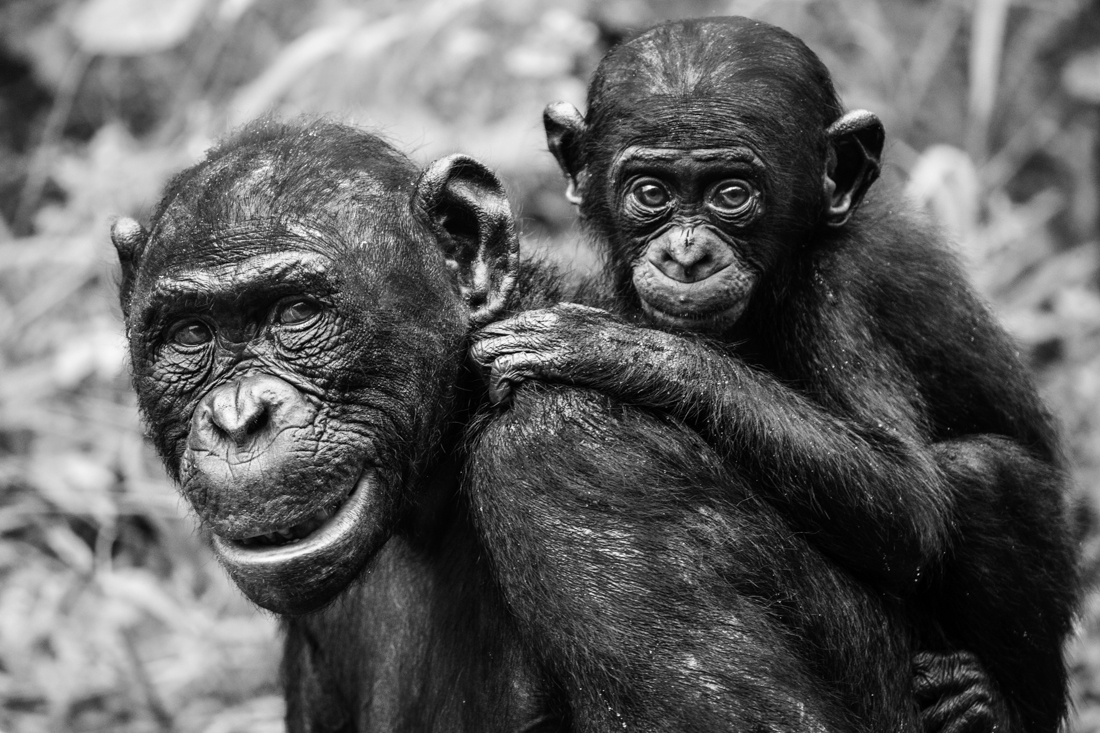 Bonobo, a cousin unlike the others.
