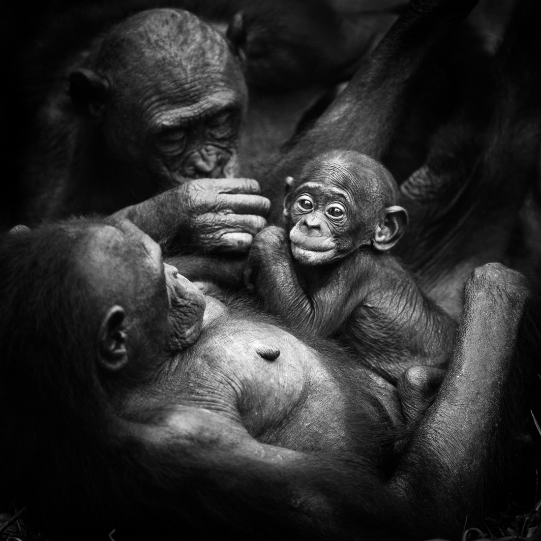 Bonobo, a cousin unlike the others.