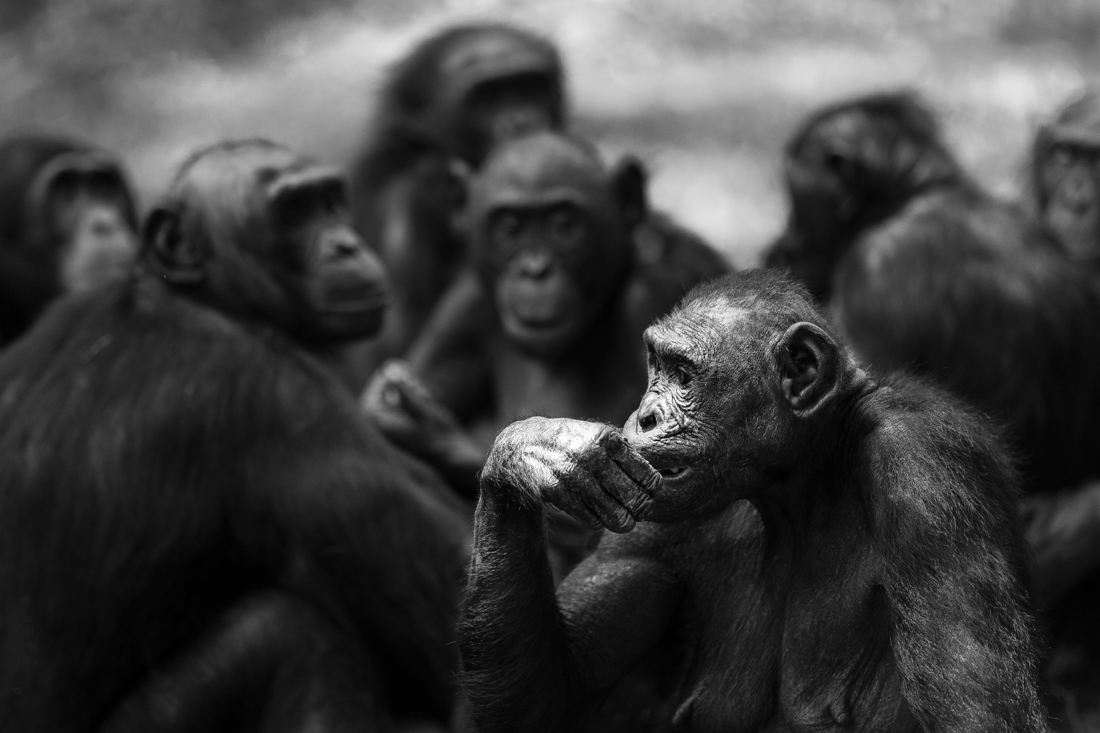 Bonobo, a cousin unlike the others.