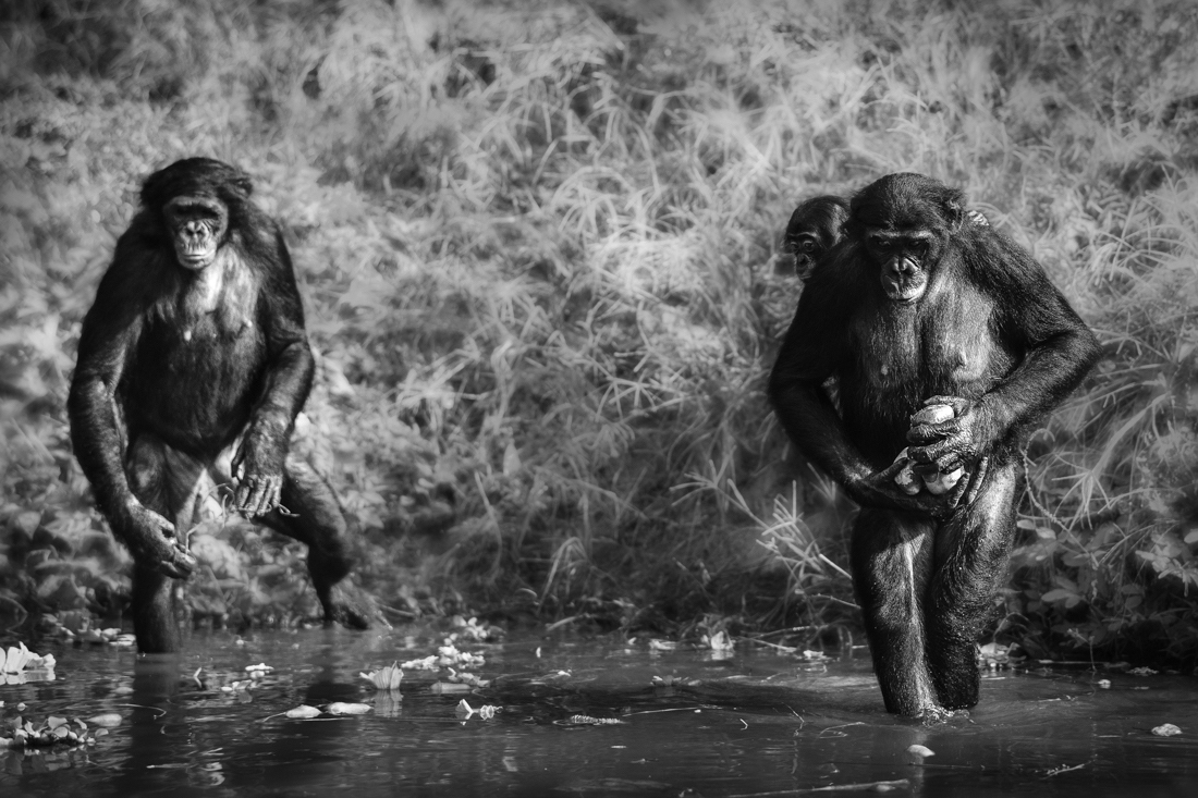 Bonobo, a cousin unlike the others.