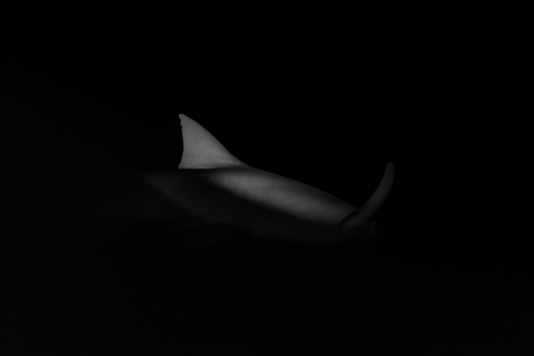 The Shape Of Night