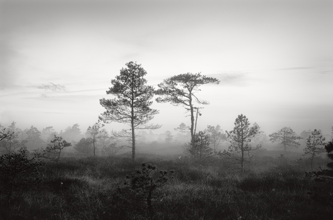 Bog