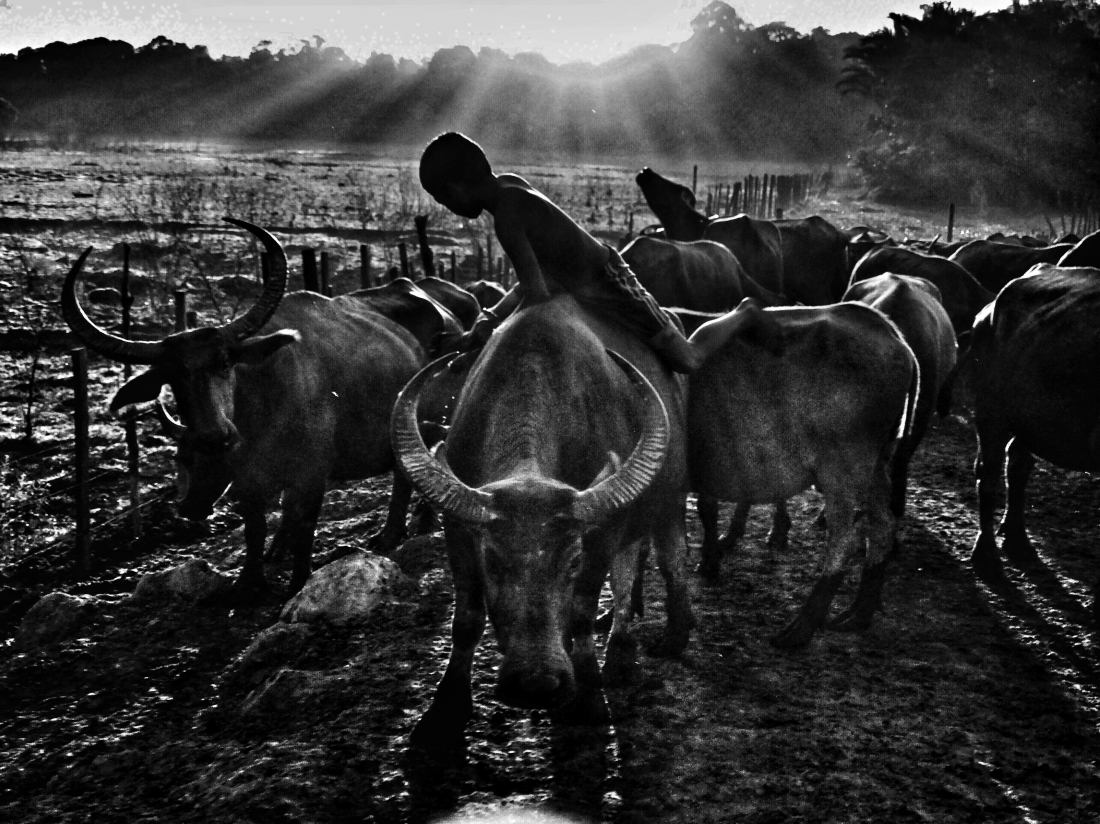 Buffalo boy