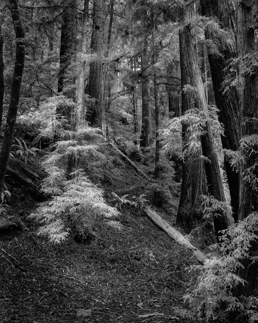 The Magic of Mount Tamalpais