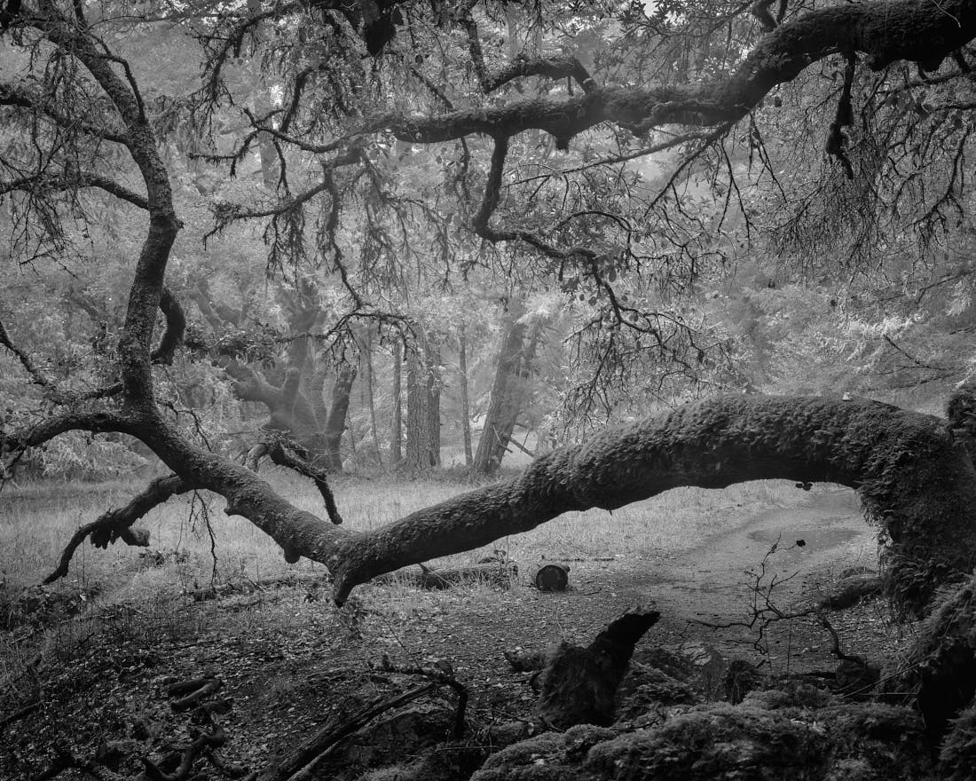 The Magic of Mount Tamalpais