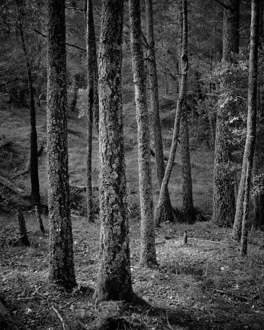 The Magic of Mount Tamalpais