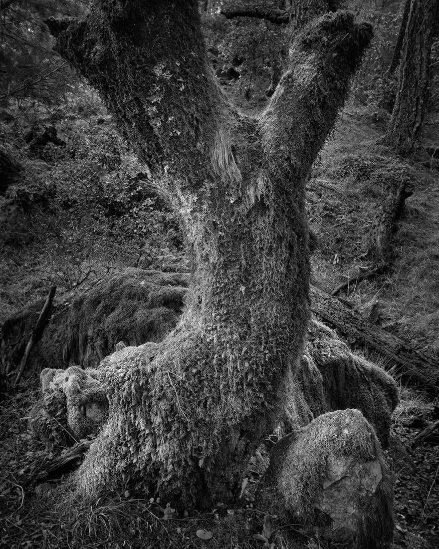 The Magic of Mount Tamalpais