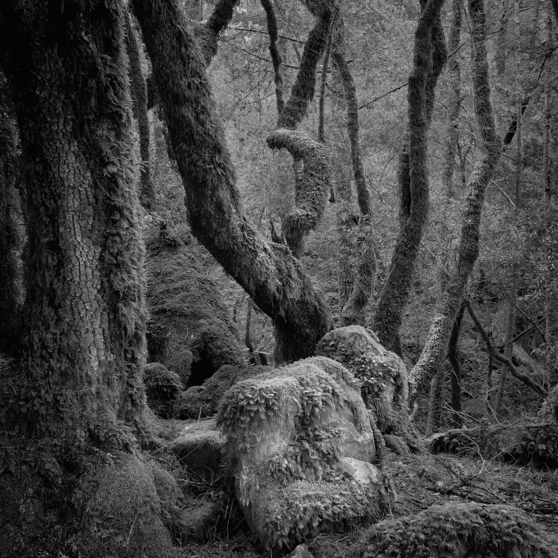 The Magic of Mount Tamalpais