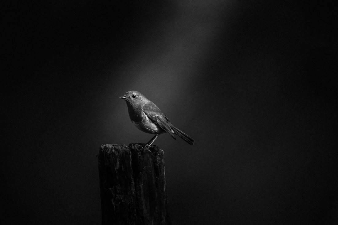Call of light