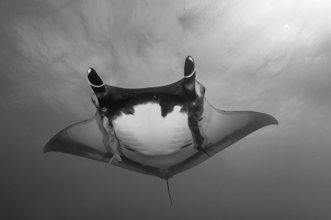 Manta ray above!
