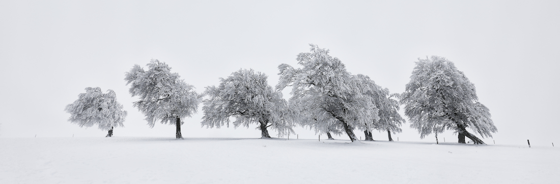 danncing trees