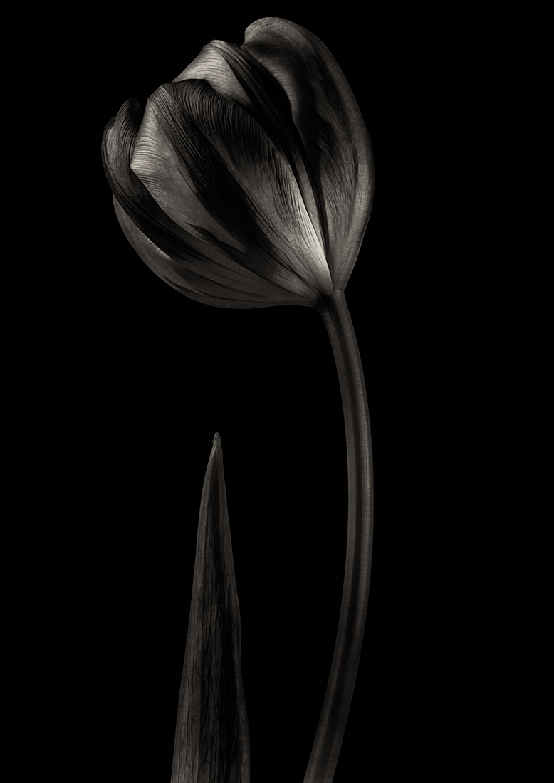 Tulip