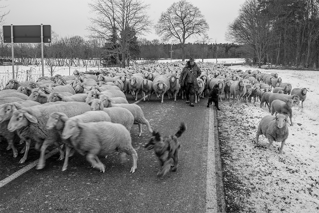 Nomadic Shepherd in Germany