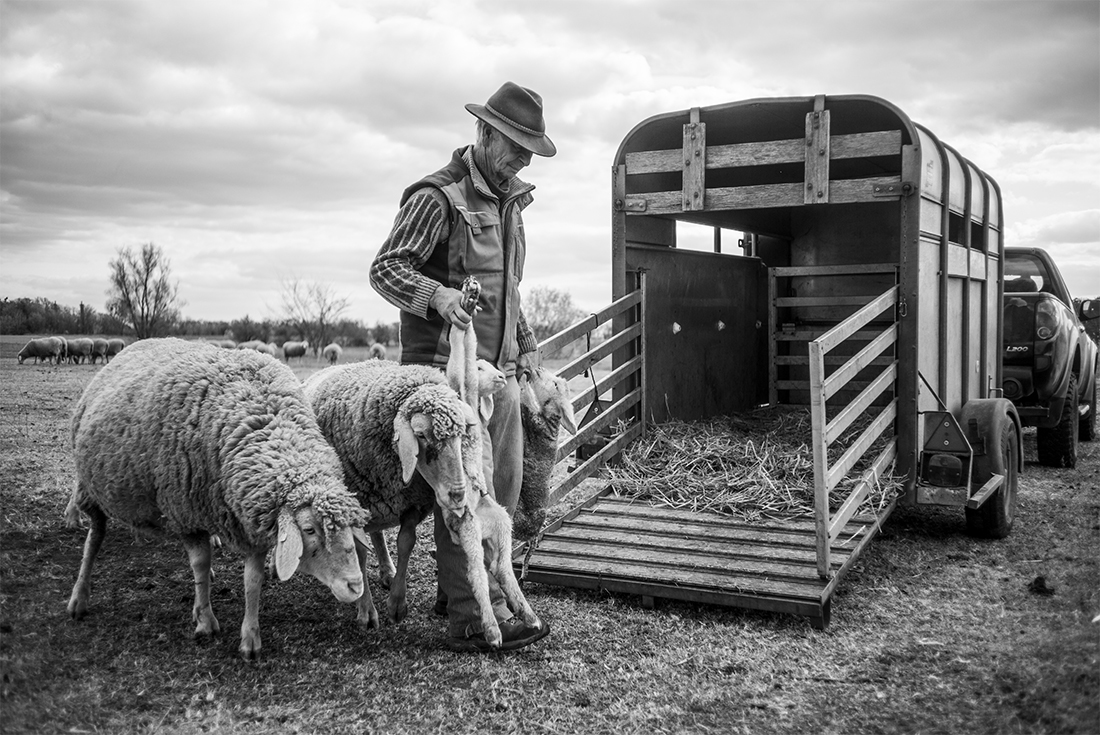 Nomadic Shepherd in Germany