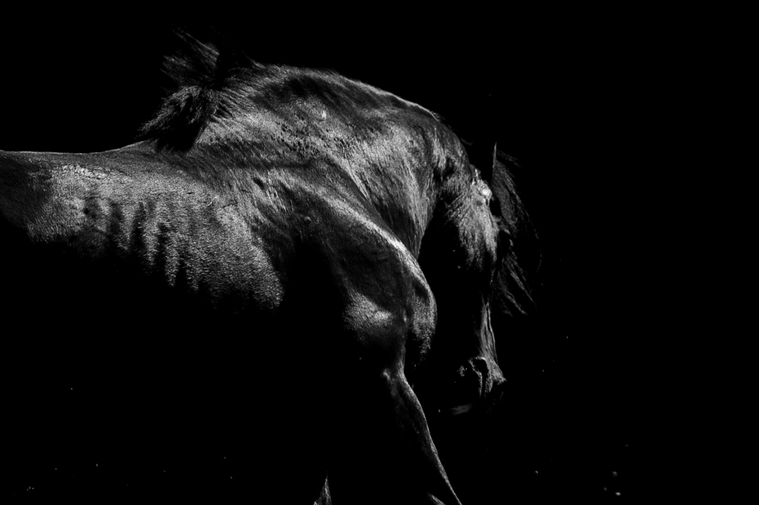 Midnight Stallions
