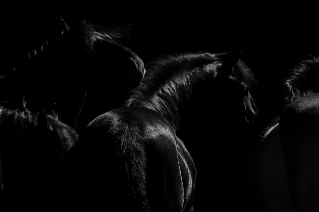 Midnight Stallions