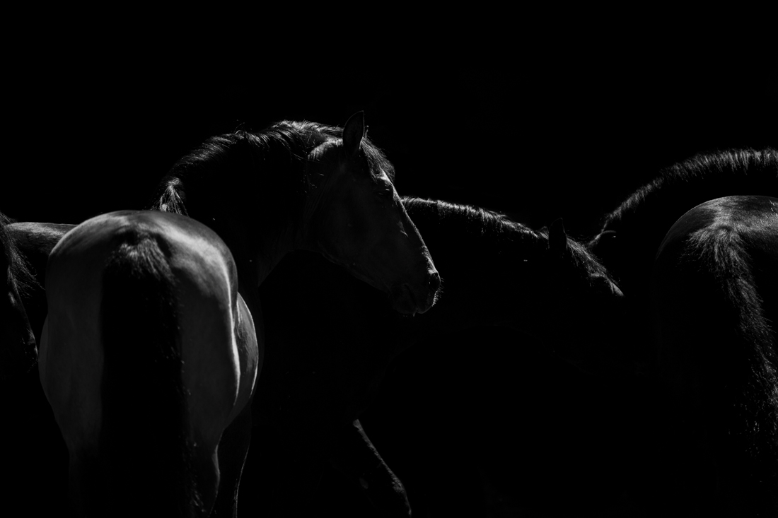 Midnight Stallions